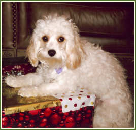 Sophie taking just a little peek at what Santa brought!