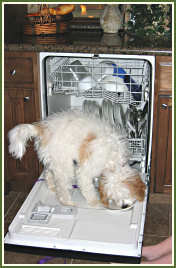 Indy helps load the dishwasher