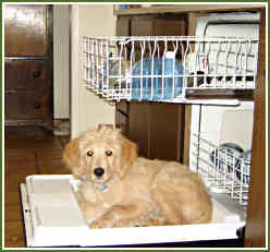Bo in the Dishwasher!