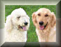 Our Parent Dogs and Breeding Program