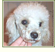 Jules Trolley,Toy, Parti-Poodle Male