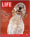 Timshell Goldendoodle Sadie makes the cover of Life Magazine! (© Life Inc. 2004, used with permission)