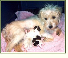 Penny with her Pocket Doodle puppies at 2-days old