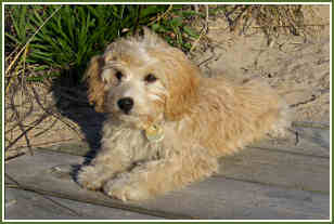 toy goldendoodle for sale
