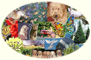 Timshell Farm for Goldendoodle Puppies as seen on Life Magazine. Live Monarch Butterflies hand raised for your wedding or special event. Butterfly Raising Manuals and Really Big Butterfly Coloring Book. Organic Pecans and Living Christmas Trees. Airedoodle puppies. Goldendoodle Crossback puppies.