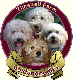 Sarah Farm Labradoodle And Golden doodles For Adoption