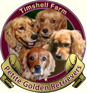 Timshell Farm Petite Golden Retrievers
