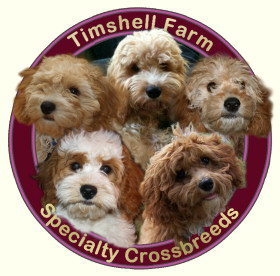 Timshell Farm Specialty Crossbreed Puppies