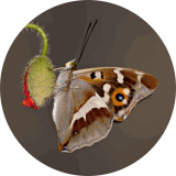 World Wide Butterfly Breeding Forum (link to external website)