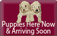 Puppies Available Now!