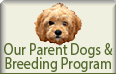 Our Parent Dogs & Breeding Program
