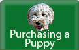 Purchasing Your Puppy