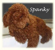 Spanky, Toy Poodle Sire