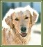 Click here to read "Just an Old Golden Retriever"