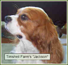 Timshell Farm's "Jackson"