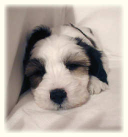 Tibetan Terrier Puppy