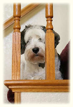 Tibetan Terrier Puppy