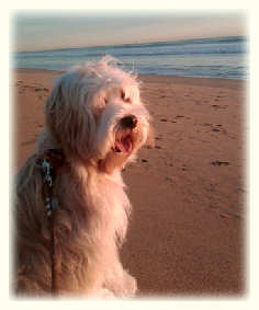 Tibetan Terrier