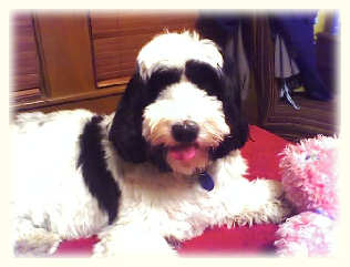 Tibetan Terrier