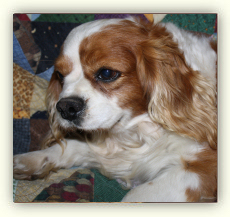 Timshell Farm - Archived section - Petite Golden Retrievers