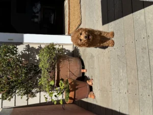 timshell_IMG_6023